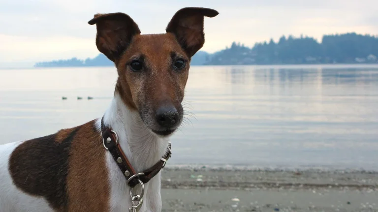 fox terrier standing on beach