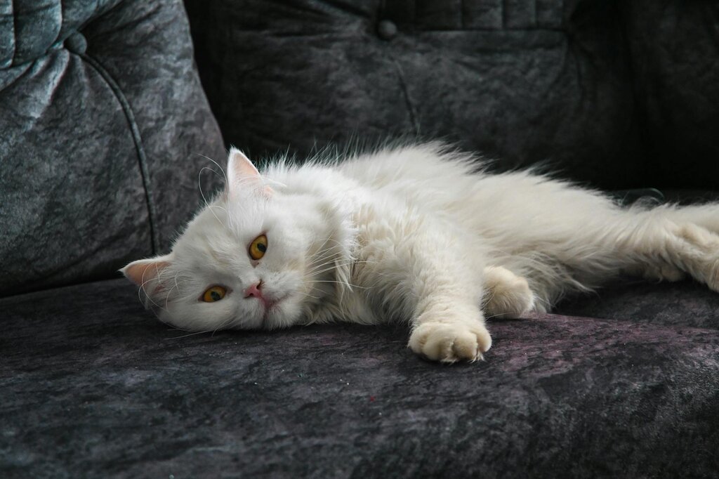 white cat stretching out on lounge