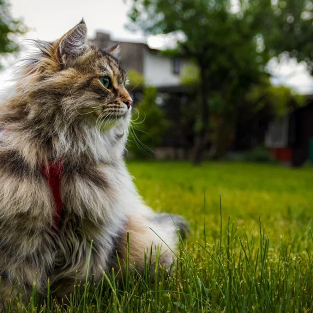 Siberian Cat wearing harness and sitting on grass