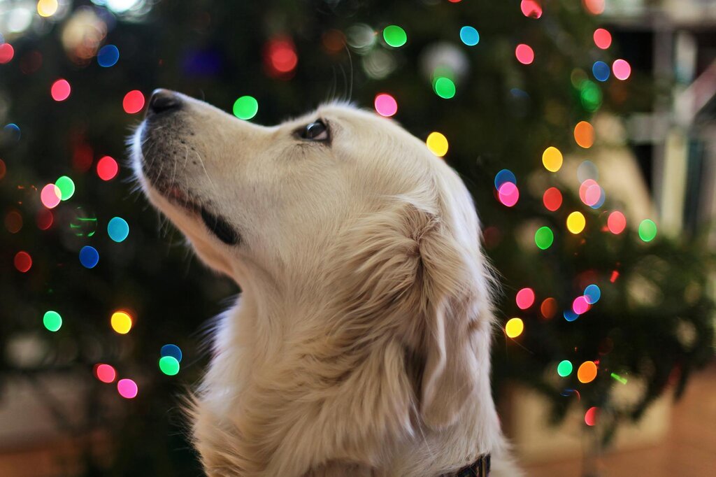 dog standing in front of Christmas tree looking up