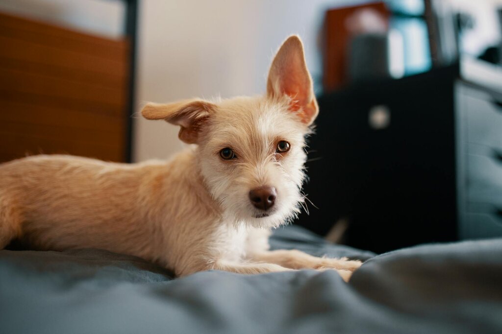 adolescent dog lying on bed