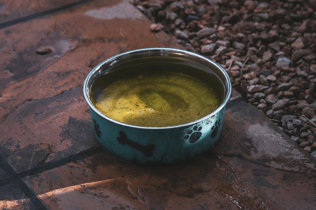 dirty water bowl with green film