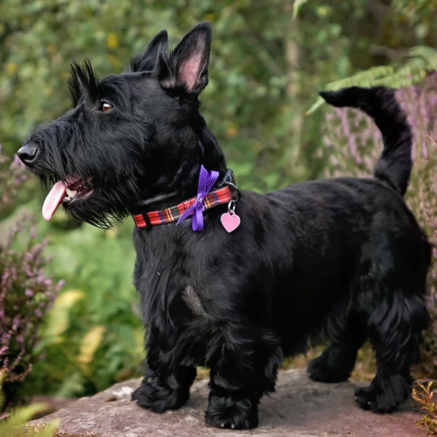 scottish terrier with tartar collar and bow