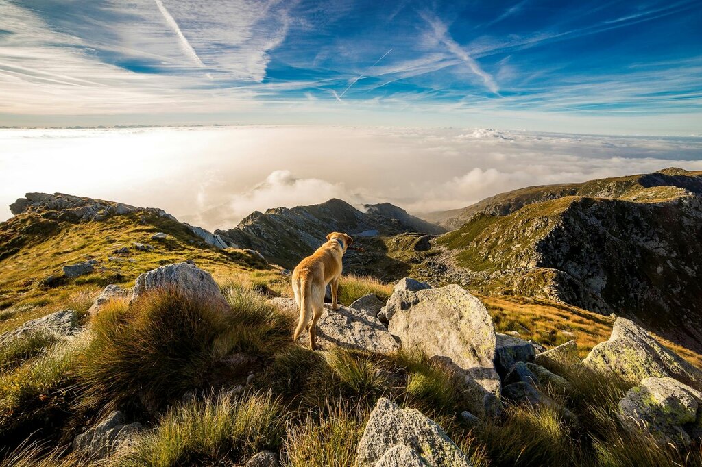dog standing on top of mountain
