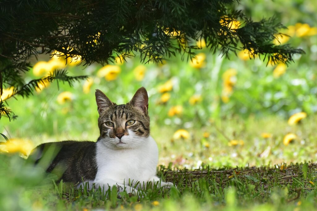 Tabby cat lying on grass with yellow flowers