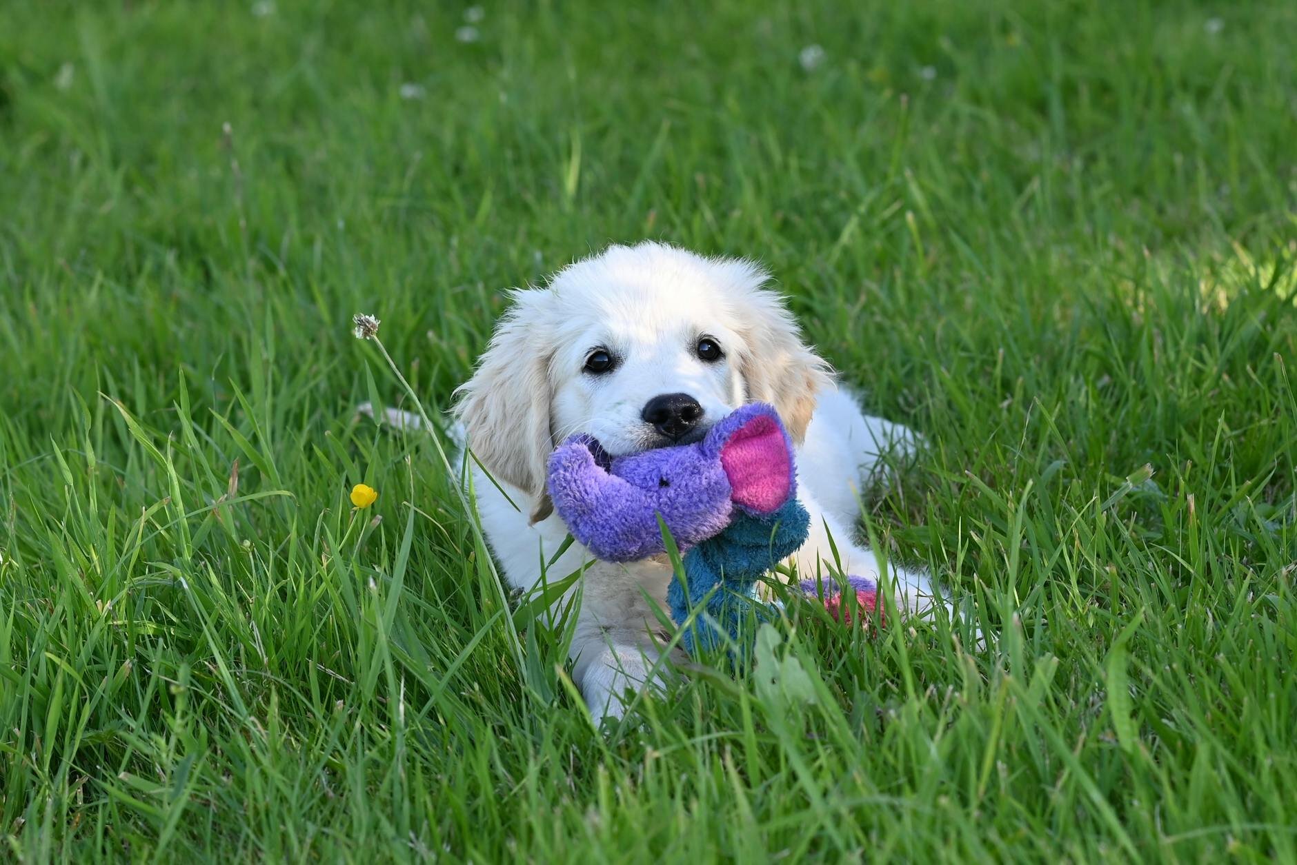 puppy lying on grass holding soft toy in mouth
