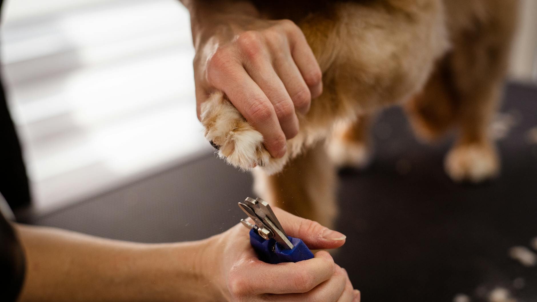 groomer clipping dogs nails
