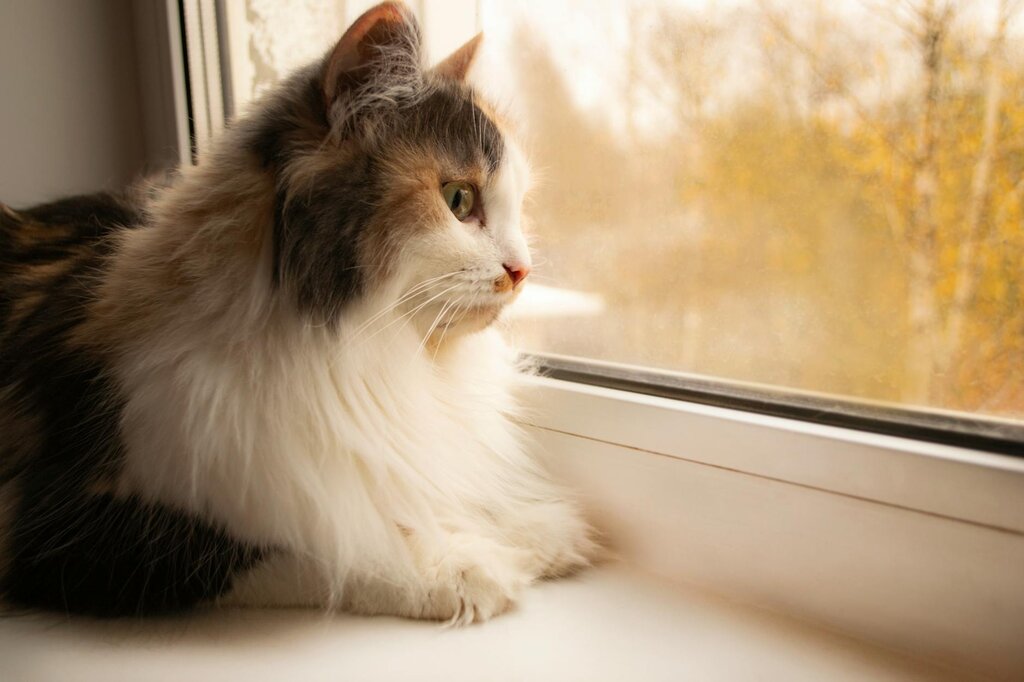 cat looking out a window
