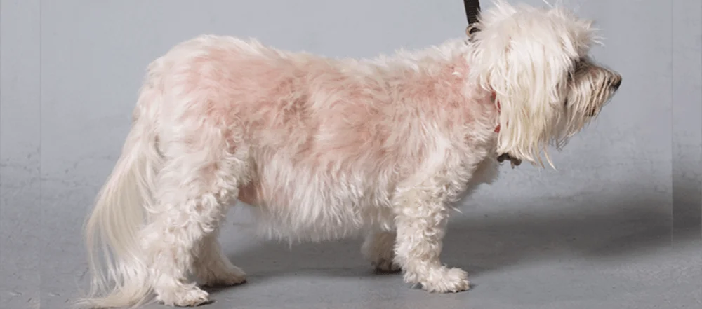 maltese terrier with thinning hair coat and pot belly