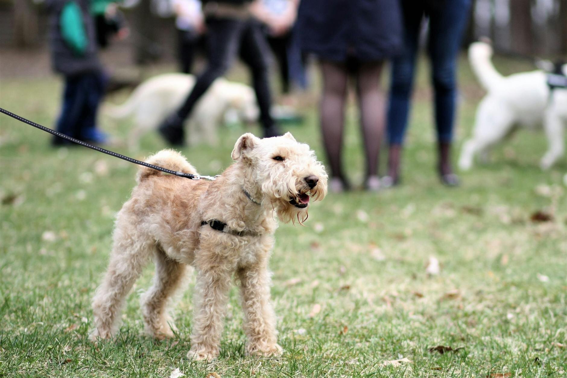 dog on harness and lead at dog park