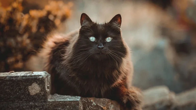 black long haired cat resting outdoors
