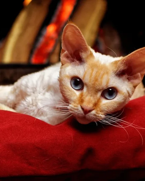 devon rex resting on red bed