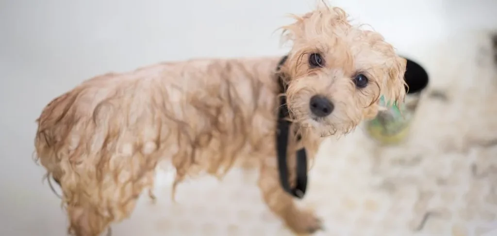 dog having a bath