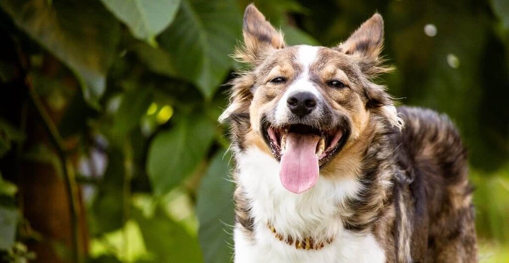 panting smiling dog