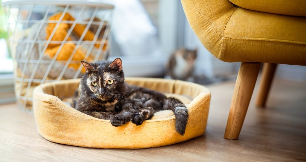torti cat resting in yellow bed 