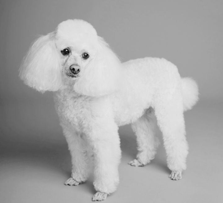white poodle