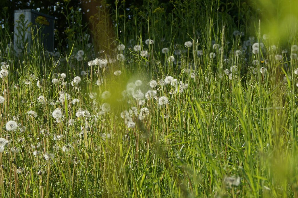 field of dandelions
