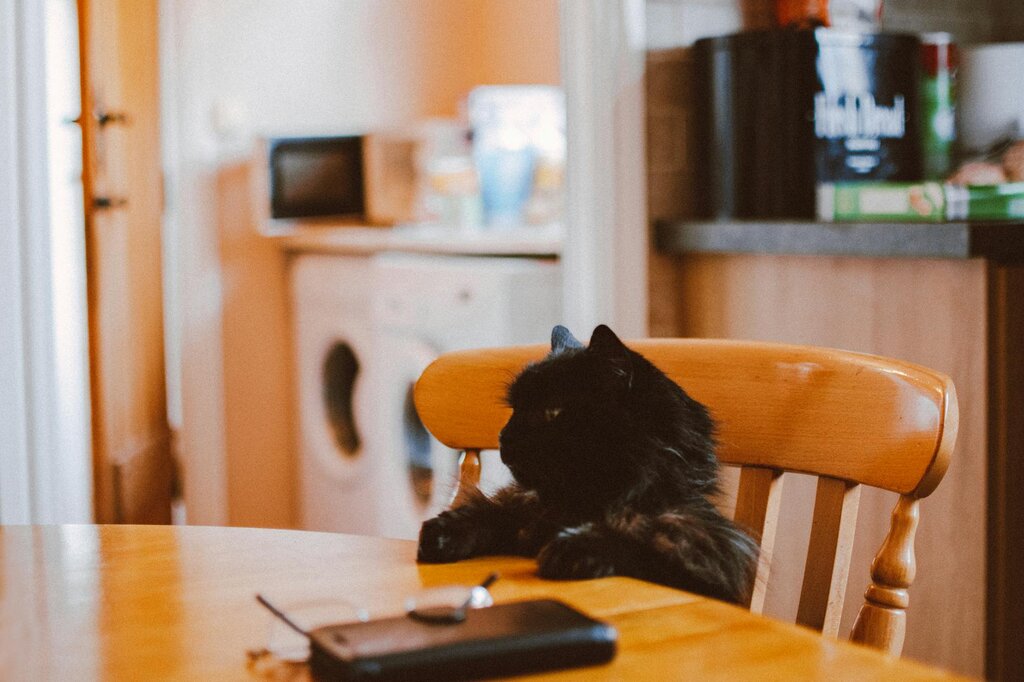 black cat sitting at a table