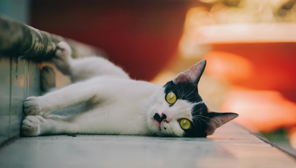 black and white cat resting on steps