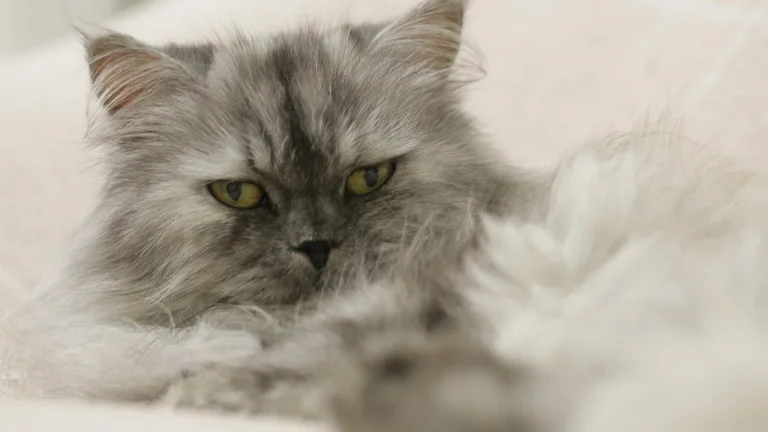 close up of smokey Persian cat
