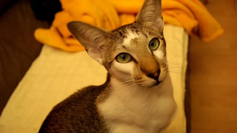 oriental shorthair looking up at camera