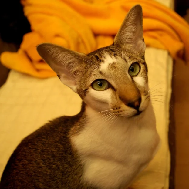 oriental shorthair looking up at camera