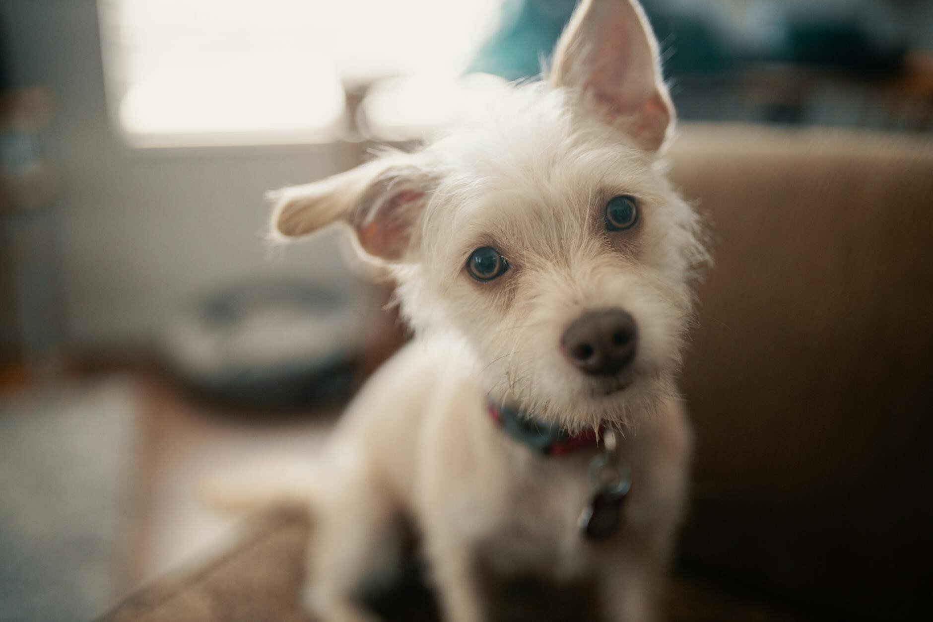 young white dog with head and one ear tilted to side