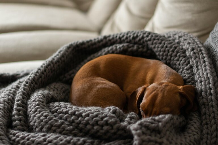dachshund sleeping wrapped in chunky blanket