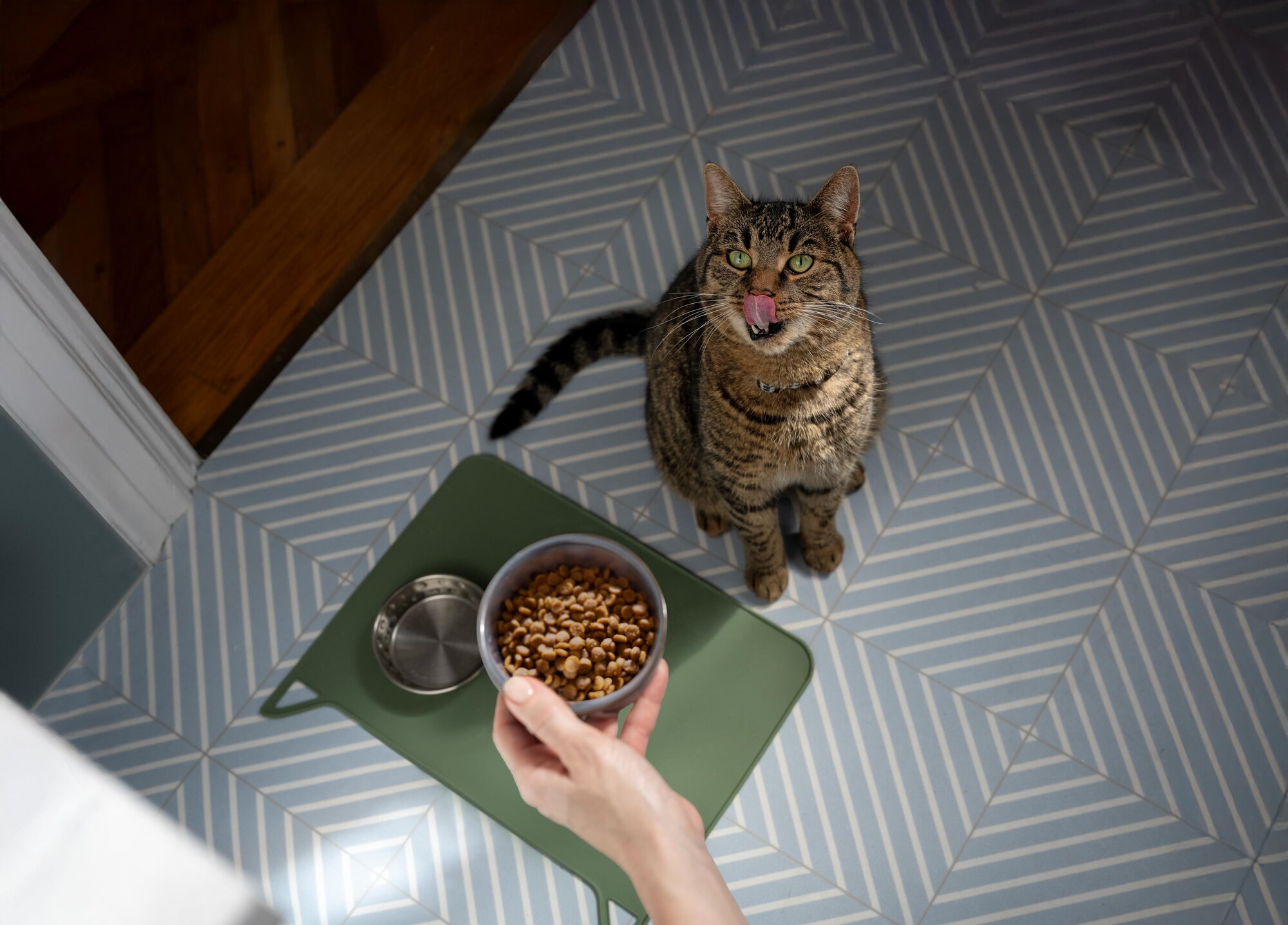 cat licking lips with food bowl placed in front of it