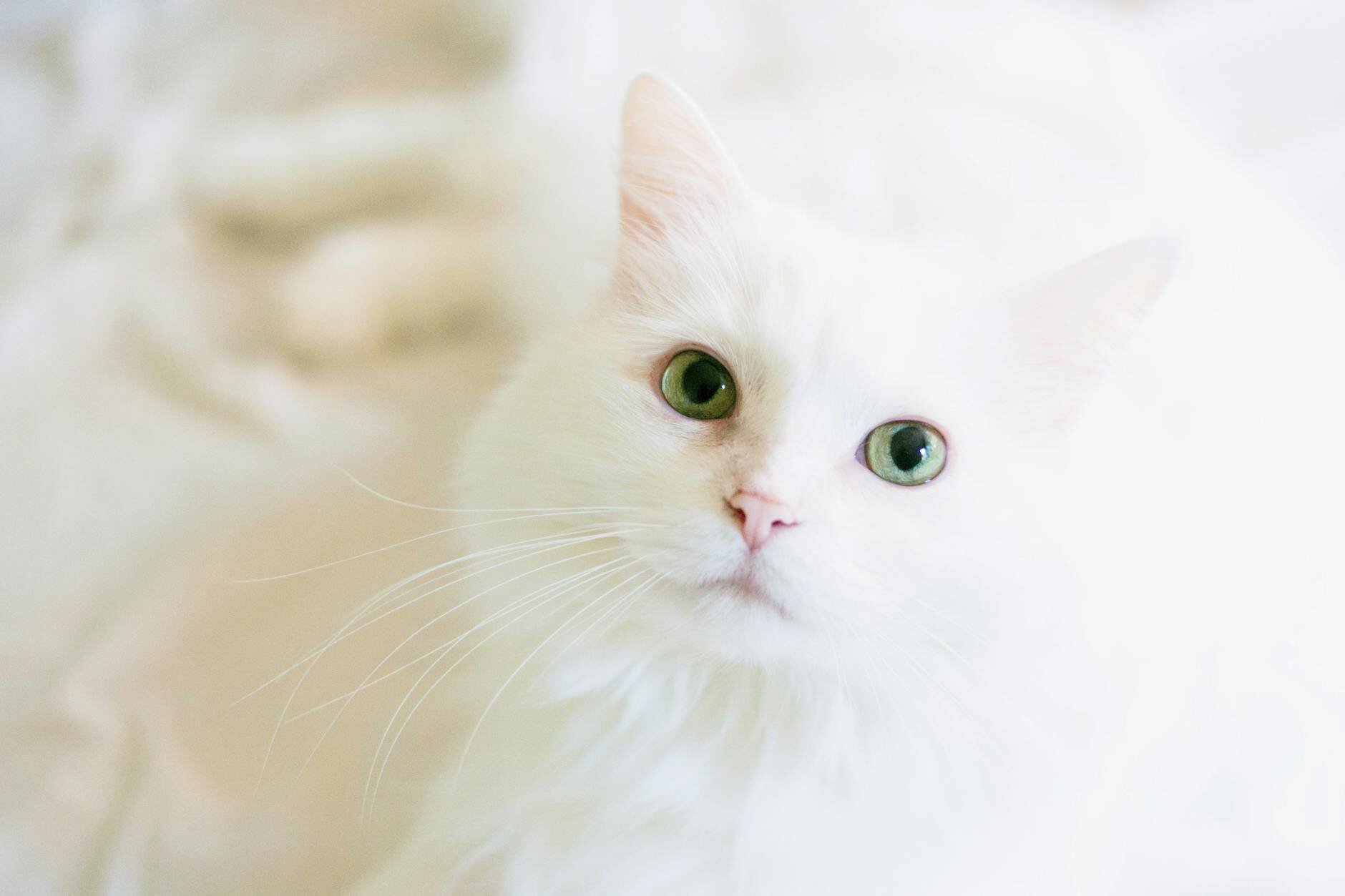 white cat with green eyes looking at camera