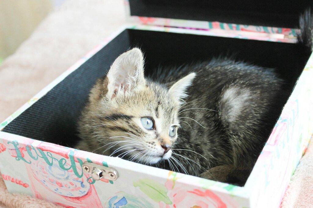 kitten lying down inside a decorative box 