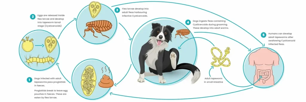 tapeworm lifecycle