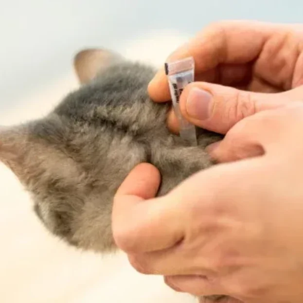 human applying parasite preventative to cat's neck