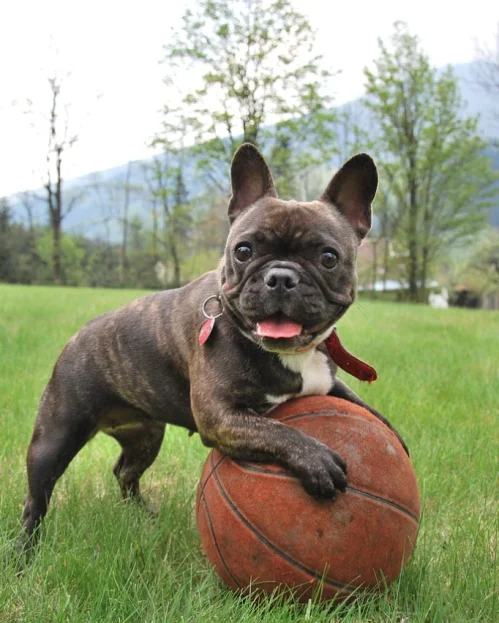 french bulldog playing with basketball