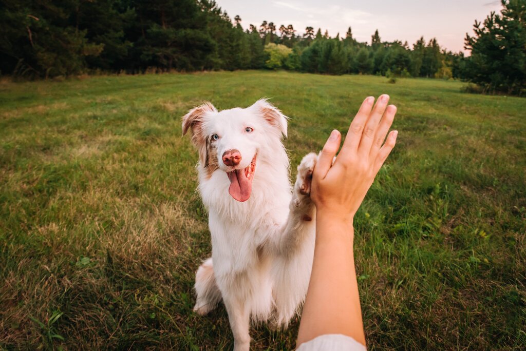 owner giving dog a high five 