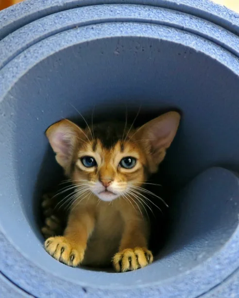 abyssinian kitten playing in rolled up yoga mat