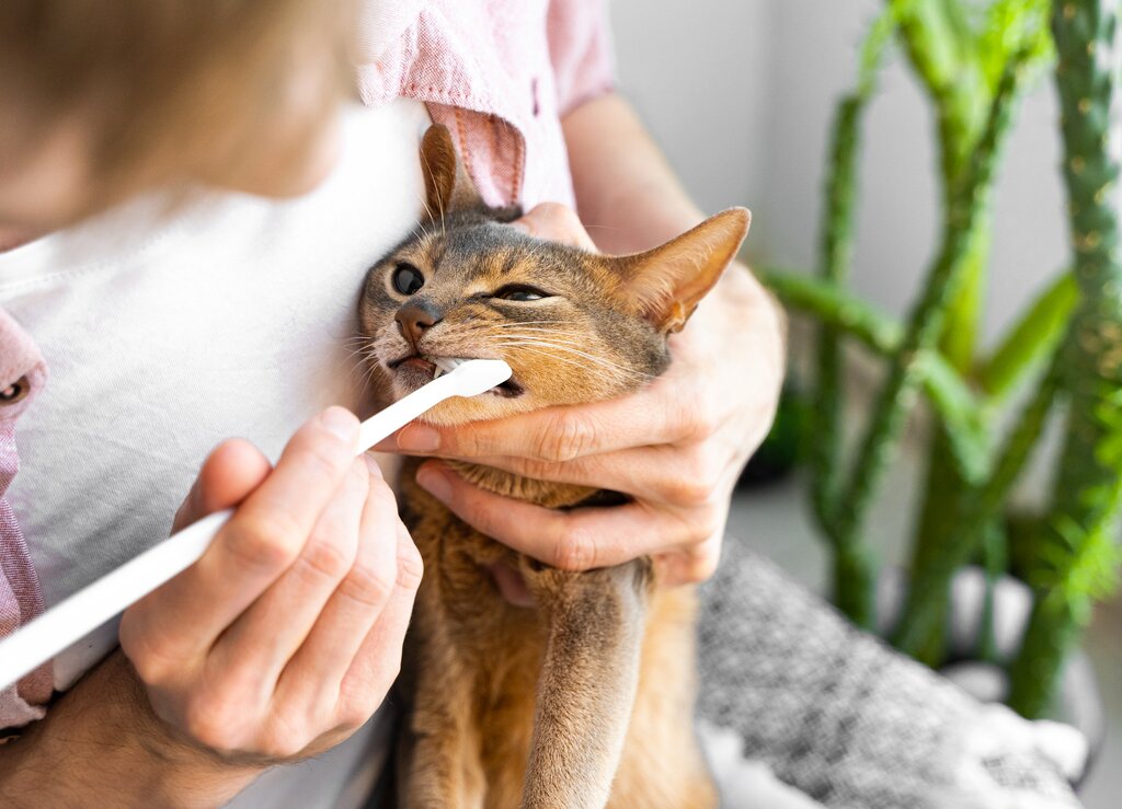 woman brushing a cat's teeth