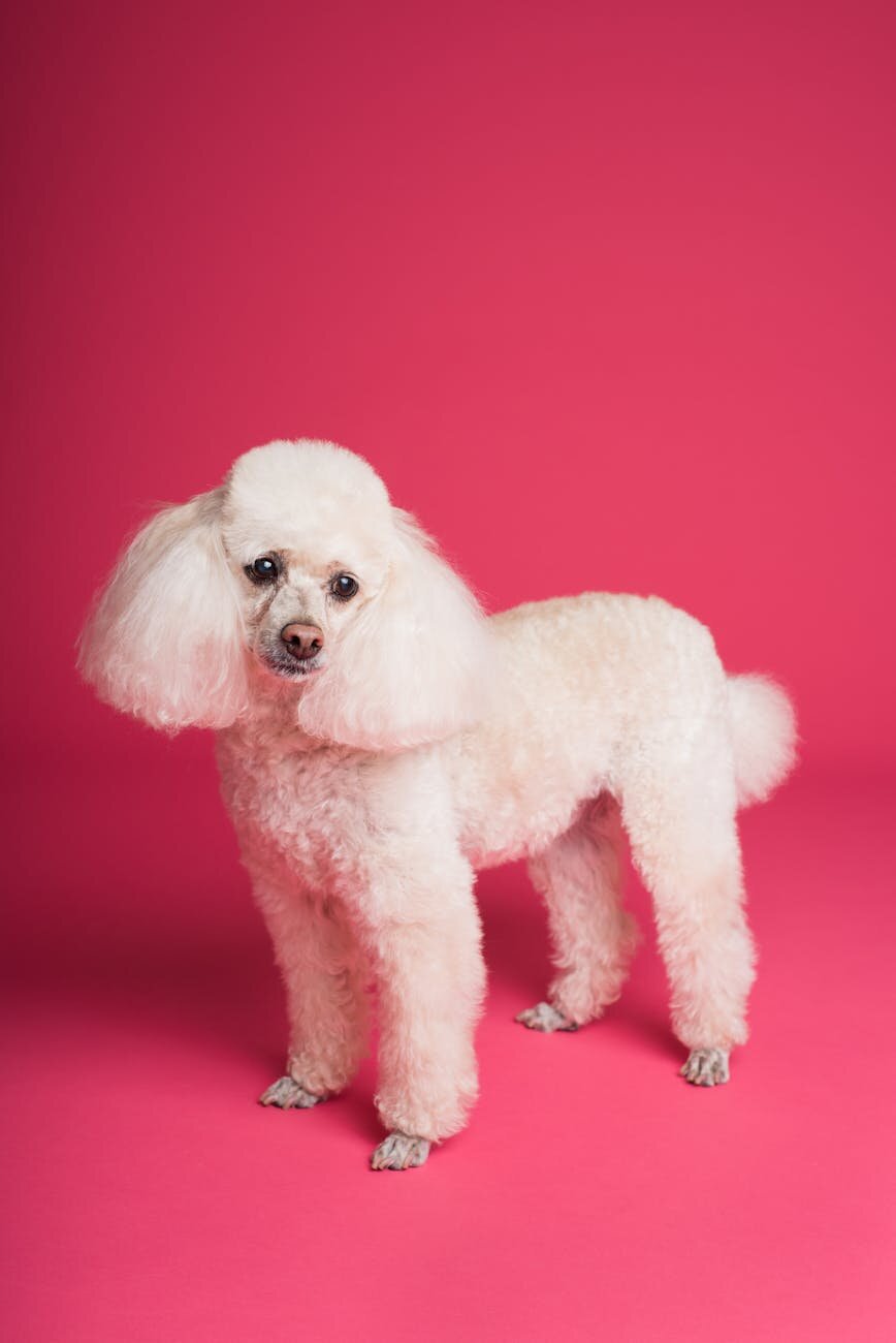 white poodle with fluffy groomed ears on pink background