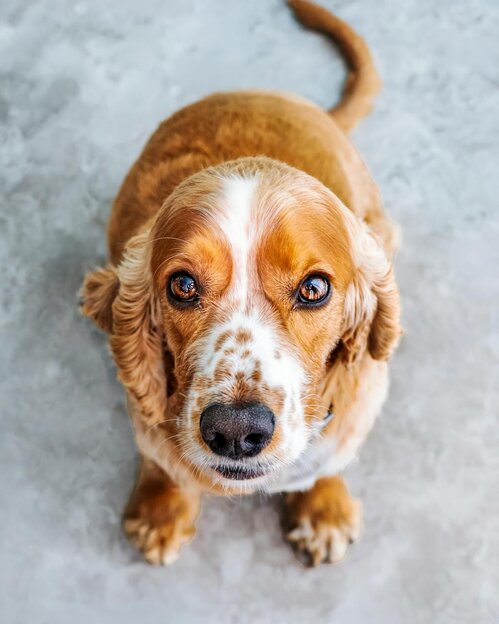 golden cocker spaniel looking up at camera