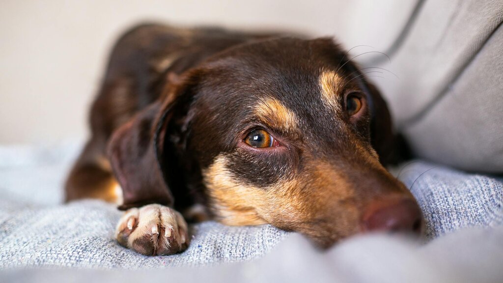adult dachshund cross resting