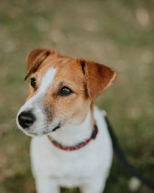 close up of jack russell terrier looking up