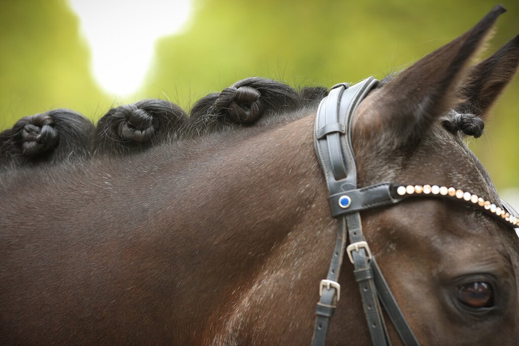 brown horse with plaited mane