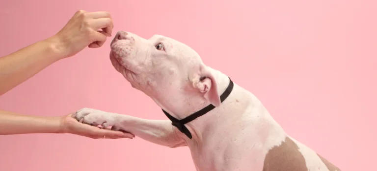 staffy with a food bowl