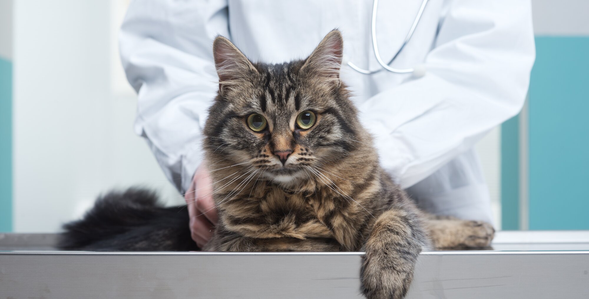 cat on veterinary examination table