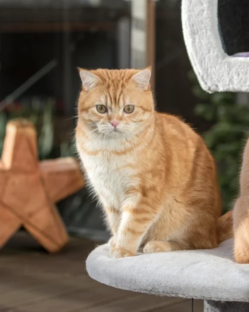 british shorthair cats sitting on cat tree