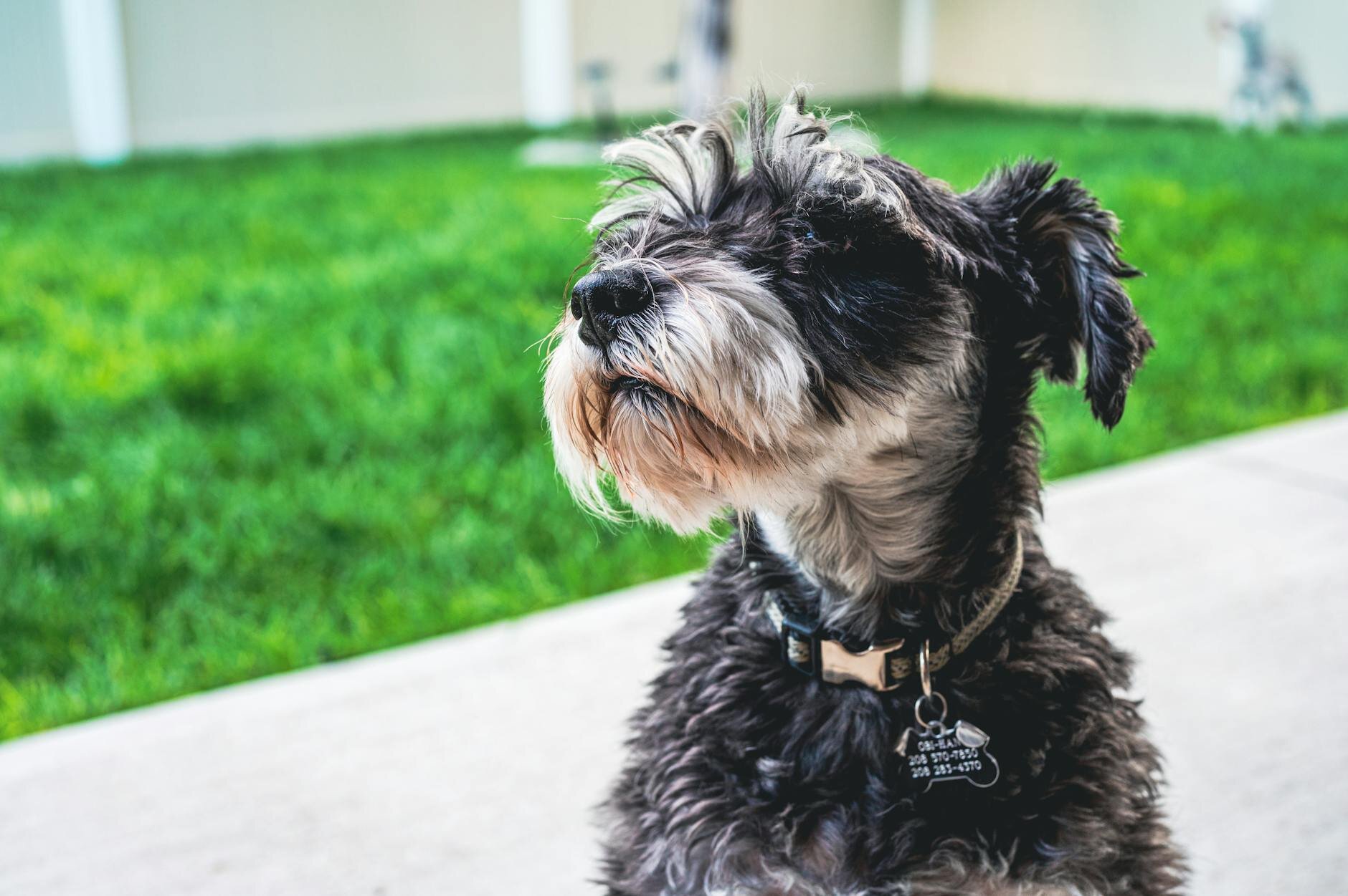 close up of schnauzer wearing collar and tag