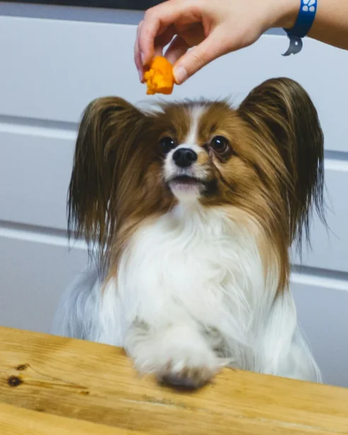 Papillon looking at treat