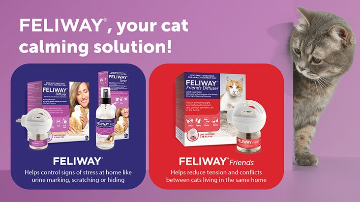 Feliway calming solution