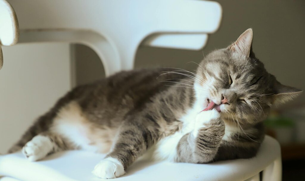 grey and white tabby cat licking their foot