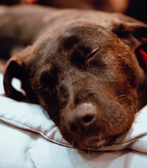 samoyed sleeping on sofa